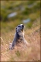 marmotta