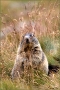 marmotta